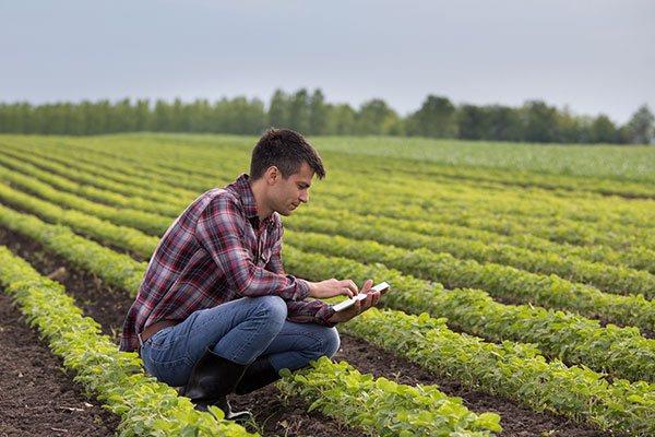 man kneeling down in crop field using digital tablet