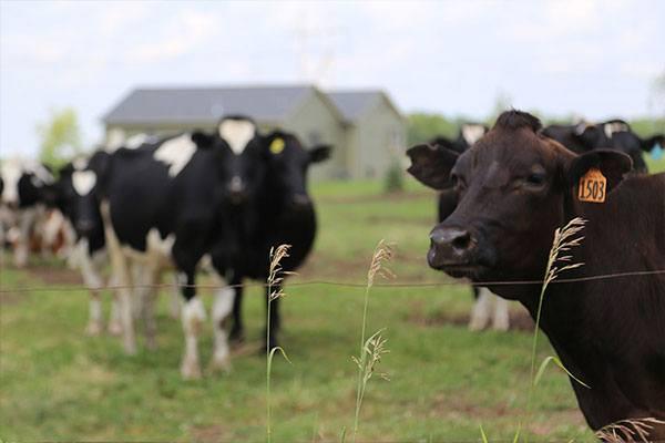 cows standing in field