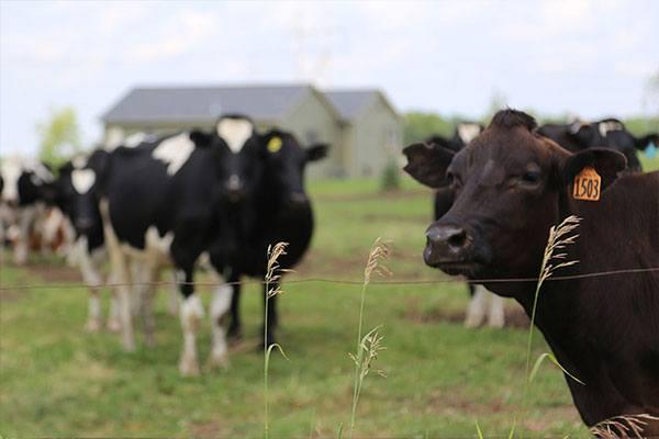 a herd of cows in a farm field
