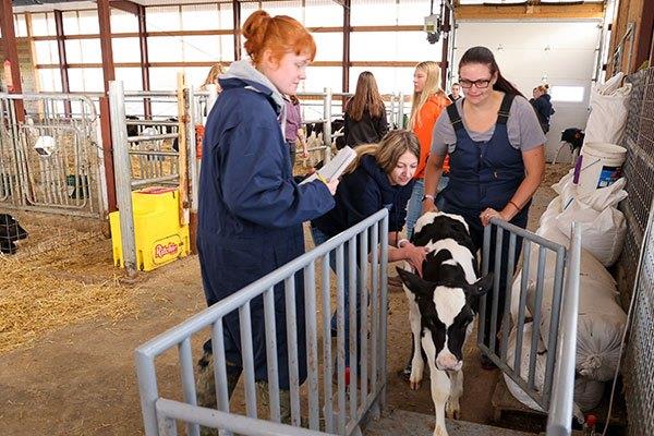 ag students guiding calf into pen inside livestock building
