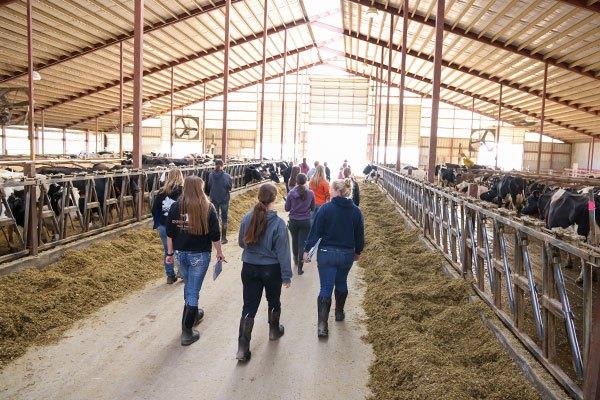 students in group walking down middle aisle of livestock building with cows eating hay in pens on either side