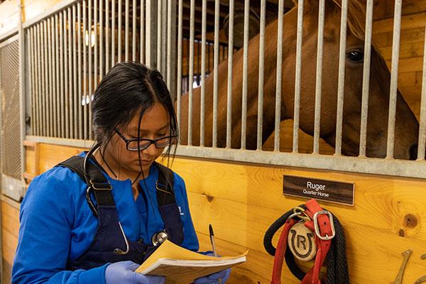 vet tech student caring for a horse