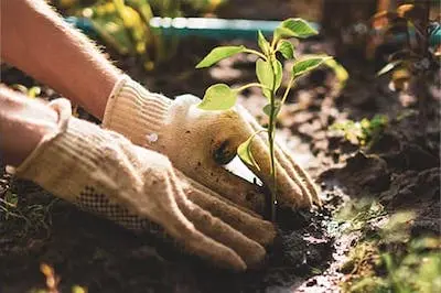 someone's hands planting a small plant in the ground