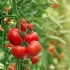 Tomato Season is Here