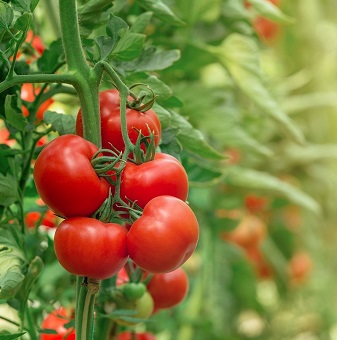 Tomato Season is Here