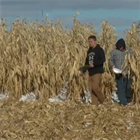 Corn Crop: Life on the Farm