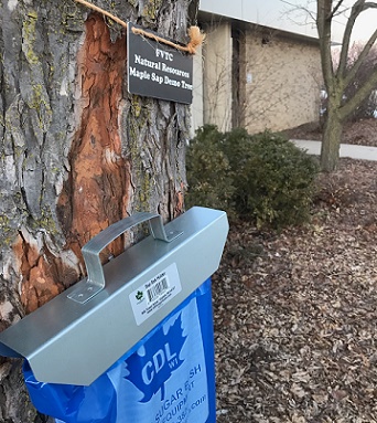 Tapping Maple Trees on Campus