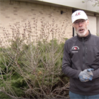 Spring Pruning Tips