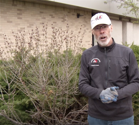 Spring Pruning Tips