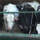 Heifer Feed: Life on the Farm