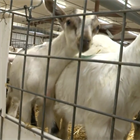 Raising Goats: Life on the Farm
