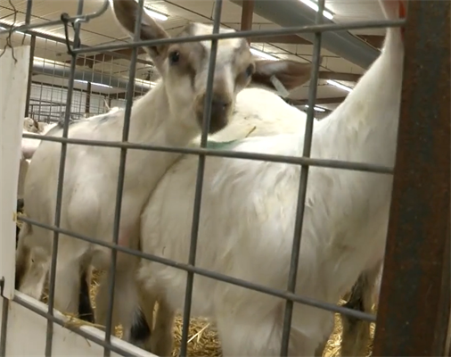 Raising Goats: Life on the Farm