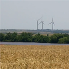 Winter Wheat: Life on the Farm