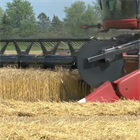 Winter Wheat Update: Life on the Farm