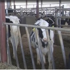 Crop and livestock insurance: Life on the Farm