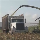 Corn and Soybean Markets: Life on the Farm