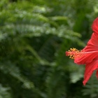 Memorial Florists & Greenhouses: Life on the Farm