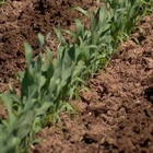 Applying nitrogen to corn: Life on the Farm