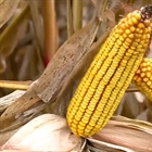 Tar Spot in Corn: Life on the Farm