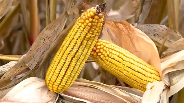 Tar Spot in Corn: Life on the Farm