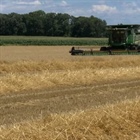 Wheat harvest update: Life on the Farm