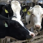 Boosting milk production with alternative forages: Life on the Farm