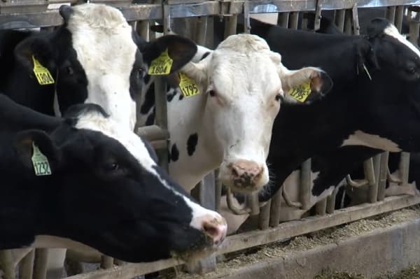 Boosting milk production with alternative forages: Life on the Farm