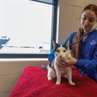 Veterinary Technician Job Fair - Appleton