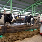 Emerging Field: Automation for the Dairy Industry