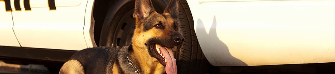 Law-K9-Training-Banner-Small-Image-1080x240